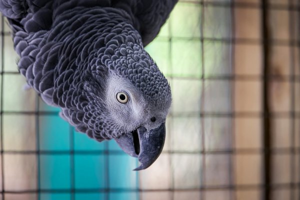 Welche Tiere haben die st√§rksten Verbindungen zueinander?