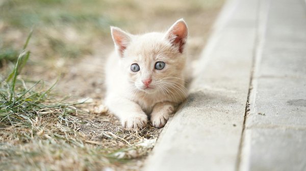 Welche Pflegeprodukte sind für Hunde am besten geeignet?